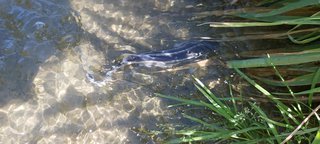 Násada Jesetera malého